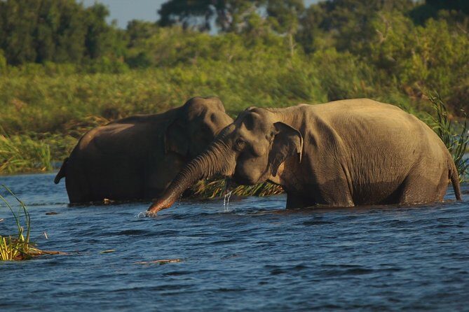 3-Day tour to Vedda Village & Two National Parks - What Makes This Tour Stand Out?