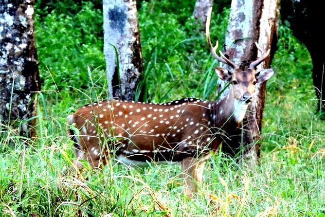 3-Day Wayanad Tour from Bangalore - Exploring the Wayanad Experience: What to Expect