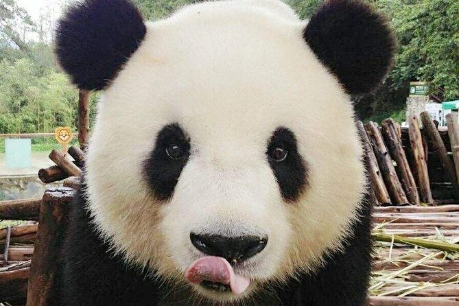 3-Day Yabuli Ski Resort and Panda House Private Trip from Harbin with Accommodation - Exploring the 3-Day Yabuli Ski Resort and Panda House Trip