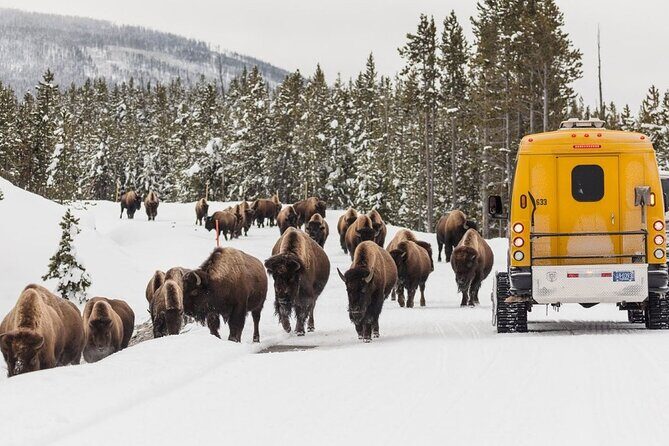 3 Day Yellowstone, Grand Teton Winter Discovery Small Group Tour - The Grand Teton Experience