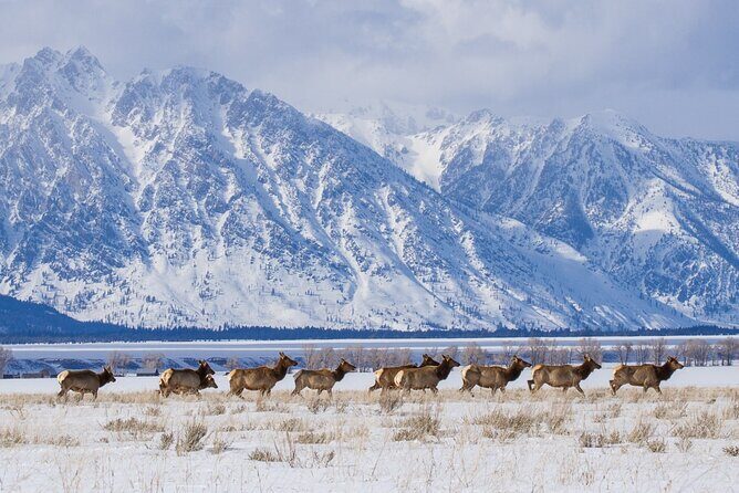 3 Day Yellowstone, Grand Teton Winter Discovery Small Group Tour - Practical Aspects and Value