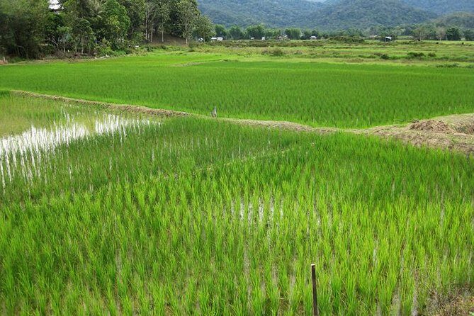 3 Days 2 Nights Bario Highlands Tour - An In-Depth Look at the 3-Day Bario Highlands Tour