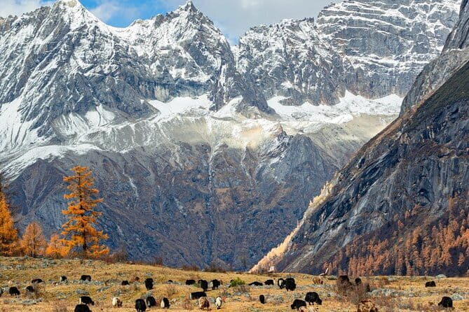3 Days Aba Snow Scenery Exploring Tour from Chengdu - Key Points