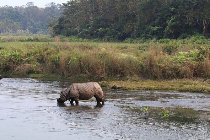 3 Days and 2 Nights Chitwan National Park Safari Tour in Pokhara - Introduction: A Well-Rounded Wildlife & Culture Escape