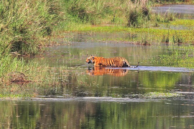 3 Days and 2 Nights Chitwan National Park Safari Tour in Pokhara - Authentic Experiences Highlighted by Reviewers