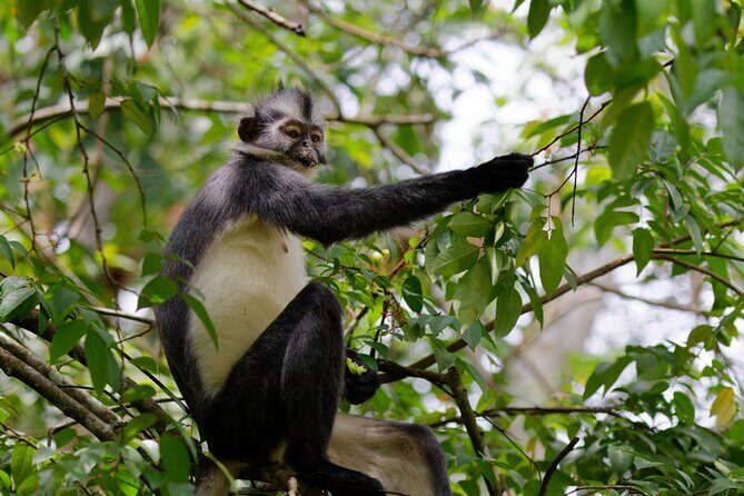 3 Days Bukit Lawang Tour (Happy Jungle) - An In-Depth Look at the 3-Day Bukit Lawang Tour