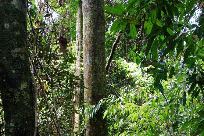 3 Days Bukit Lawang Tour (Happy Jungle) - Practical Details and Tips