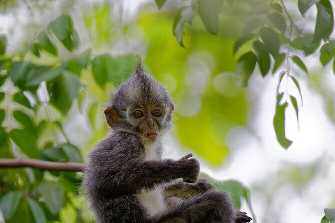 3 Days Bukit Lawang Tour (Happy Jungle) - The Sum Up: Who Is This Tour Best For?