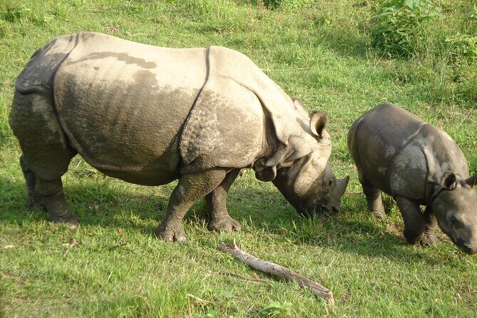 3 Days Chitwan Jungle Safari - The First Afternoon: Tharu Village & Sunset Views