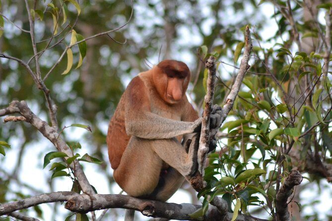 3 Days Deluxe Cabin Houseboat Orangutan Tanjung Puting - In-Depth Review: What You Can Expect from the Tour