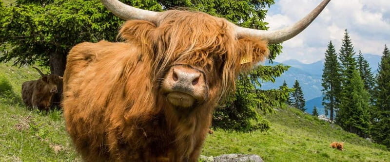 3 Days - Isle of Skye and Highlands Tour from Edinburgh - The Sum Up