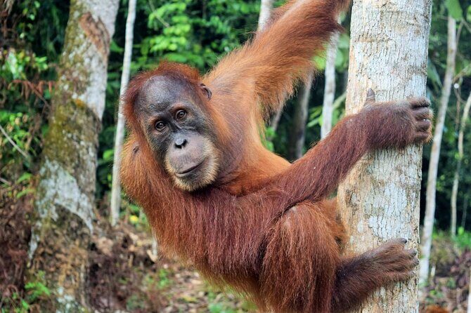 3 days Medan Orangutan Bukit Lawang - In-Depth Look at the Itinerary