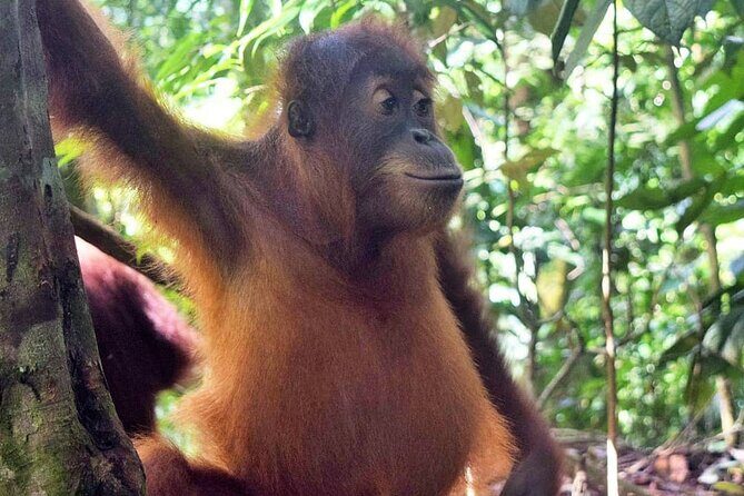 3 days Medan Orangutan Bukit Lawang - Authentic Experiences from Reviews