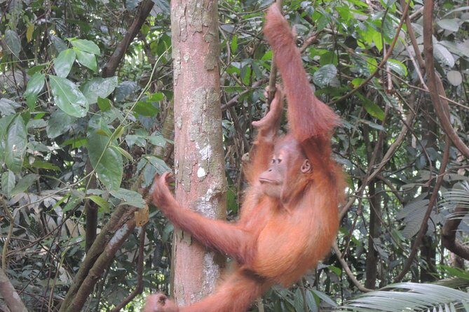 3 days Medan Orangutan Bukit Lawang - Who This Tour Is Best For