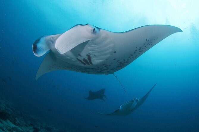 3 Epic Dives in Nusa Penida - Certified Divers' Day Trip - An In-Depth Look at the Nusa Penida Diving Day Trip