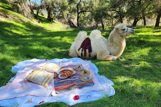3 Hour Camel Trek into the Forest and Ranch in California - Pricing and Value for Money