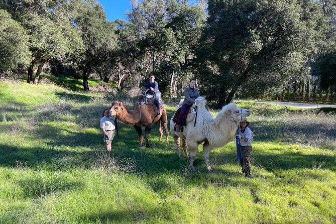 3 Hour Camel Trek into the Forest and Ranch in California - Authenticity and Reviewer Insights