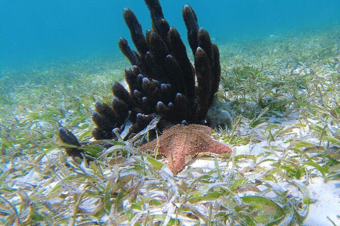 3 Hour Costa Maya Snorkeling Excursion - La Leyenda ECO-TOURS - A Closer Look at the Itinerary and Experience