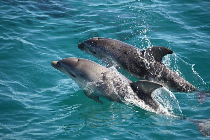 3-Hour Dolphin and Seal Sightseeing Cruise, operated with swim tour passengers - Exploring the 3-Hour Dolphin and Seal Sightseeing Cruise on Port Phillip Bay