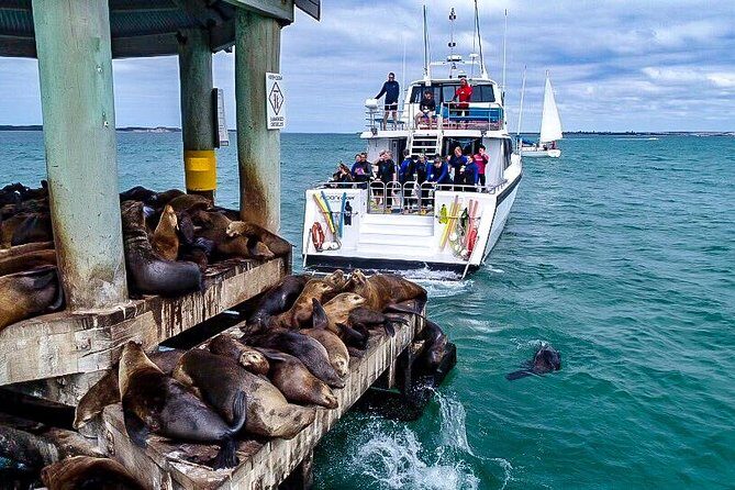 3-Hour Dolphin and Seal Sightseeing Cruise, operated with swim tour passengers - What Travelers Are Saying