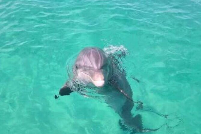 3 Hour Dolphin Tour - Key Points