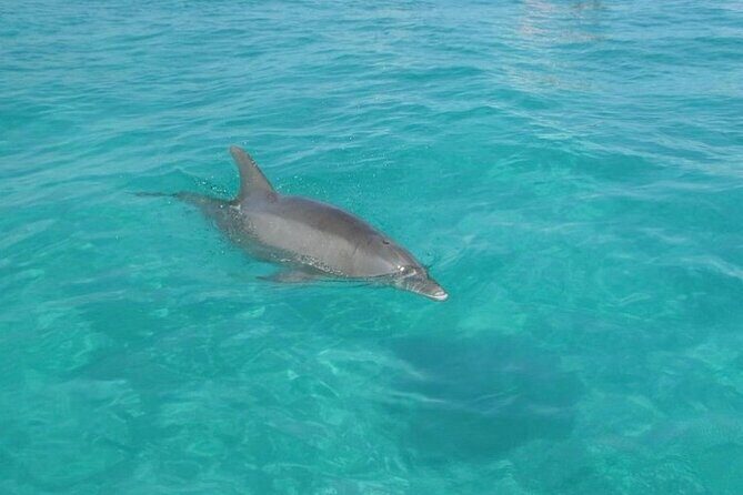 3 Hour Dolphin Tour - An Honest Look at the 3-Hour Dolphin Tour