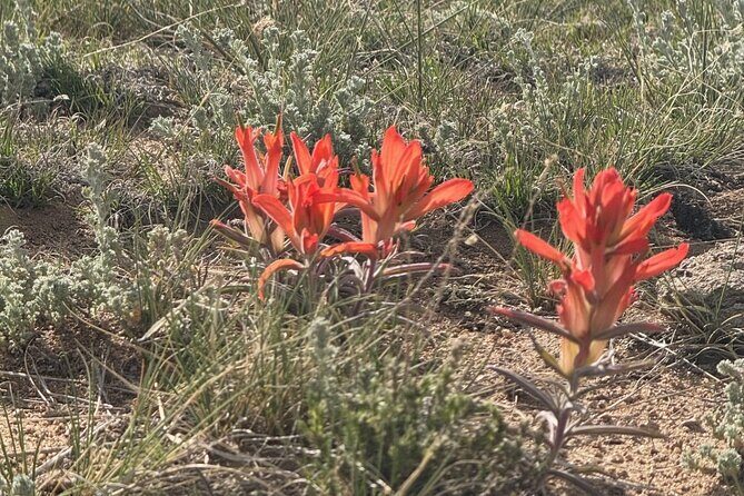 3 Hour E Bike Tour to St. Elmo Ghost Town - The Sum Up