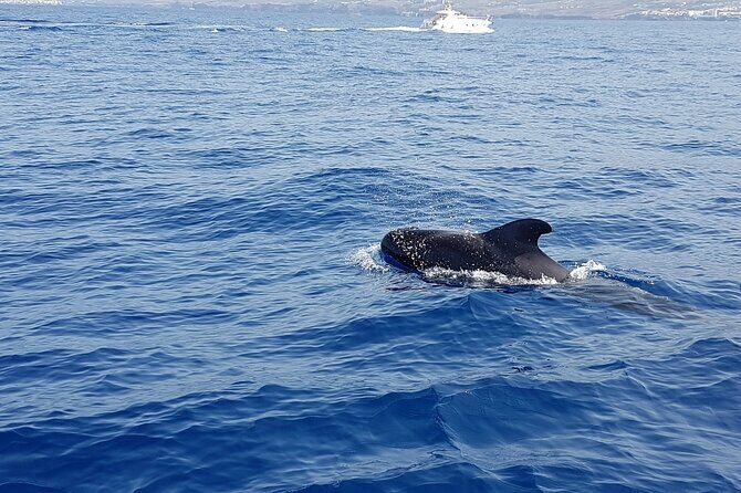 3-hour excursion to Puerto Colón Adeje to see whales - Insights from the Reviews