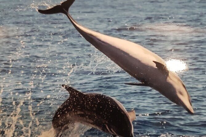 3-hour excursion to Puerto Colón Adeje to see whales - Practical Details