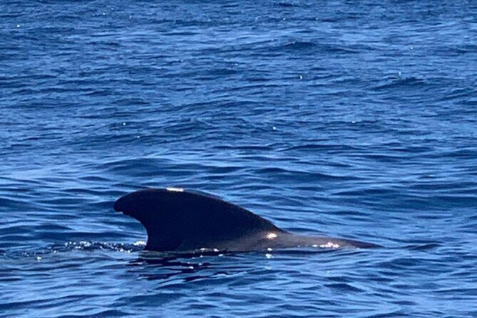 3-hour excursion to Puerto Colón Adeje to see whales - Who Should Consider This Tour?