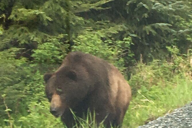 3 Hour Guided Driving Tour in Hoonah Alaska - Frequently Asked Questions