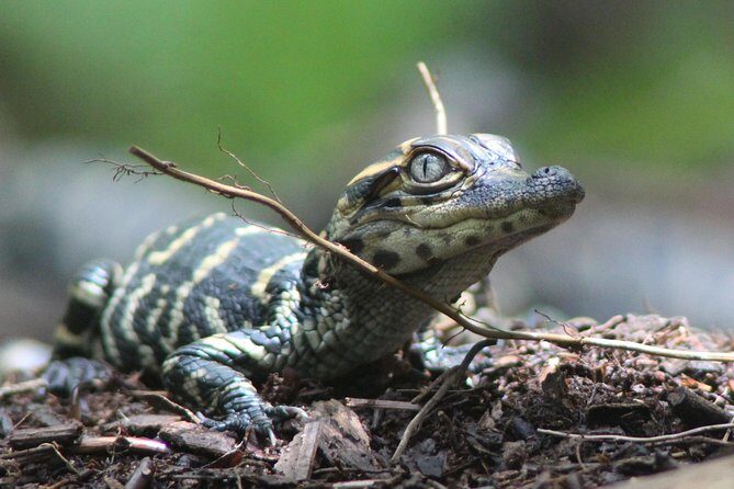 3 Hour Guided Mangrove Tunnel Kayak Eco Tour - The Experience from the Guides