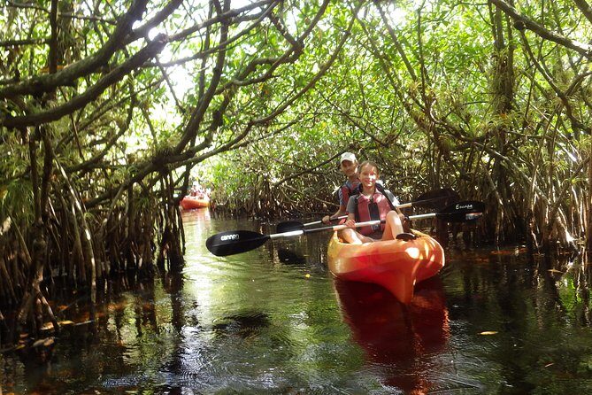 3 Hour Guided Mangrove Tunnel Kayak Eco Tour - What the Reviews Say