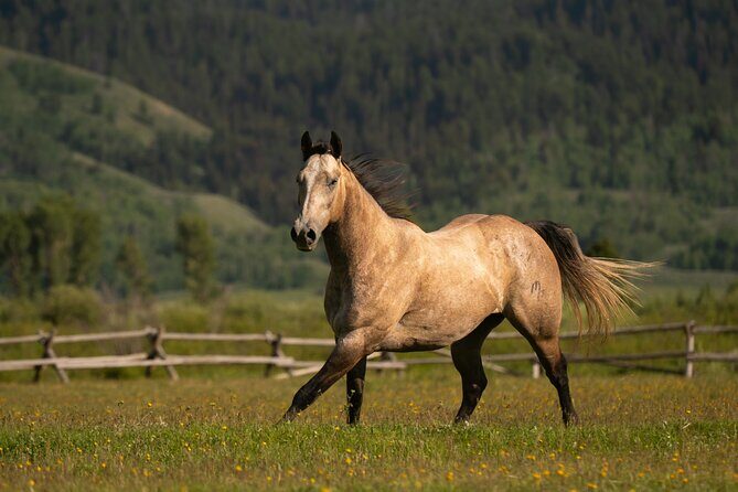3 Hour Horseback Riding in Jackson Hole - The Sum Up