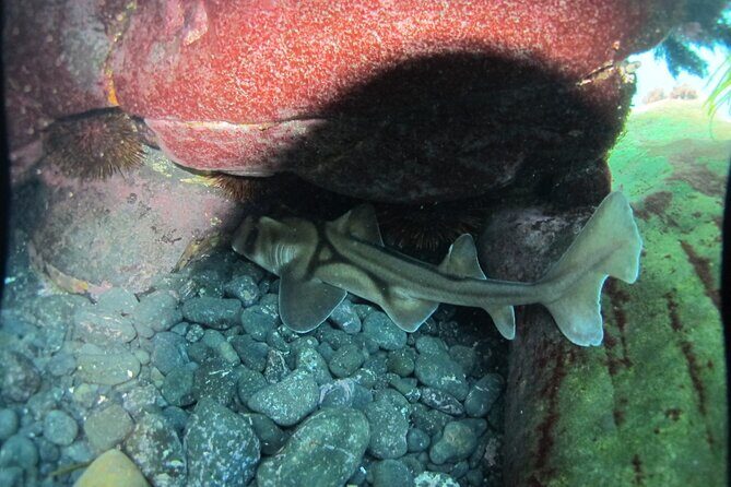 3-Hour Kayak and Snorkeling Experience in Batemans Bay - Authentic Voices: What Travelers Say