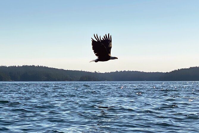3 Hour Kayaking Tours from Friday Harbor - Who Should Consider This Tour?