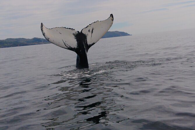 3 Hour Ocean Safari by Zodiac Boat -Whales & Icebergs seasonally - Introduction