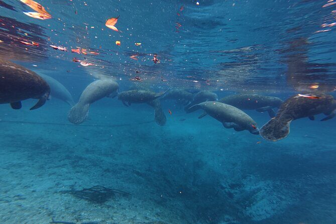 3 Hour Paddle Board Rental - FAQs