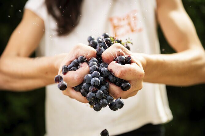 3-Hour Private Food and Wine Experience in Montalcino - An In-Depth Look at the Experience