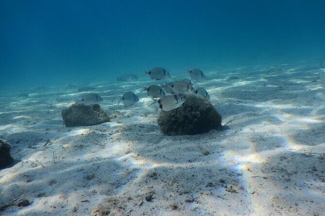 3 Hour Private Scuba Diving Experience - Key Points