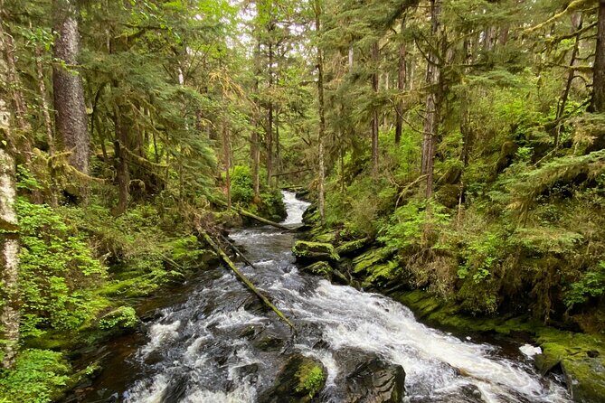 3-Hour Rainforest, Beach & Wildlife Walk - An Authentic Look at Ketchikan’s Natural Side