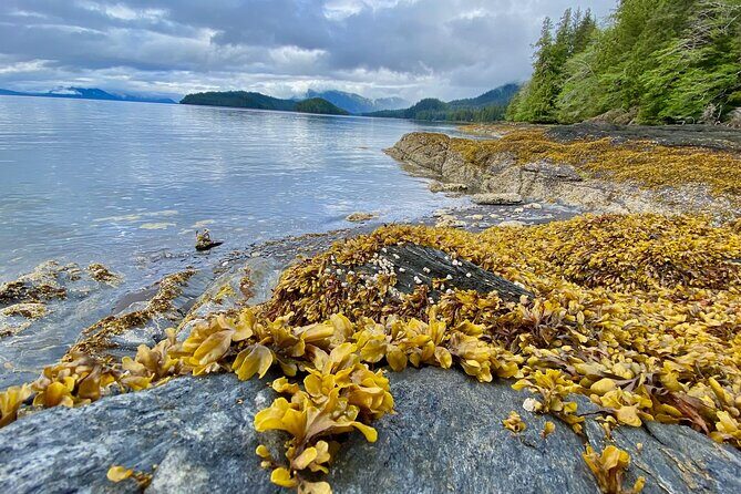 3-Hour Rainforest, Beach & Wildlife Walk - What Others Are Saying