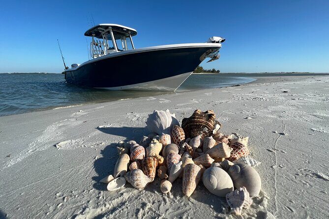3 Hour Shelling Tour in Marco Island - Key Points