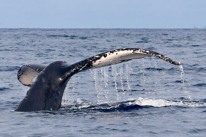 3 Hour Turtle Town Snorkel and Whale Watch Tour in Kihei - A Detailed Look at the Tour Experience