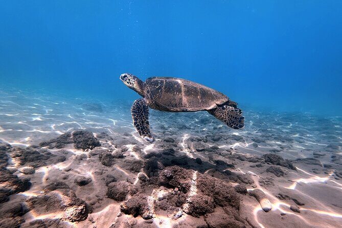 3 Hour Turtle Town Snorkel and Whale Watch Tour in Kihei - Practical Details