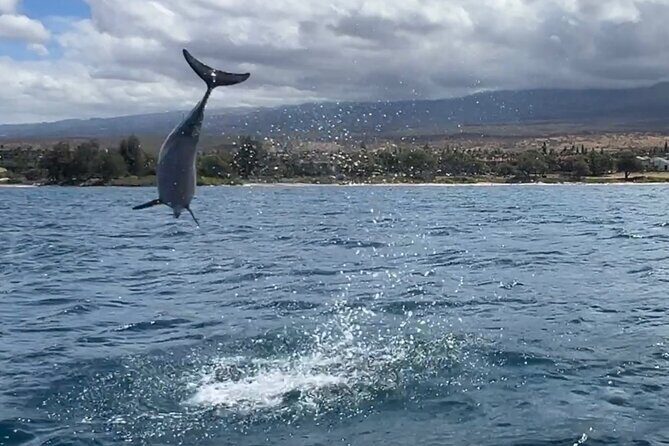 3 Hour Turtle Town Snorkel and Whale Watch Tour in Kihei - Final Thoughts: Who Is This Tour Best For?