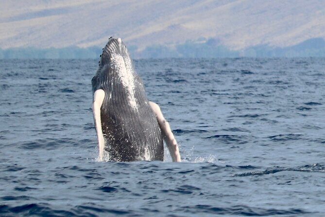 3 Hour Turtle Town Snorkel and Whale Watch Tour in Kihei - Frequently Asked Questions