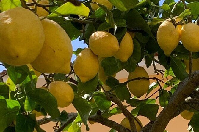 3 Hour Walking Tour of Sorrento with Local Food Tasting - Key Points