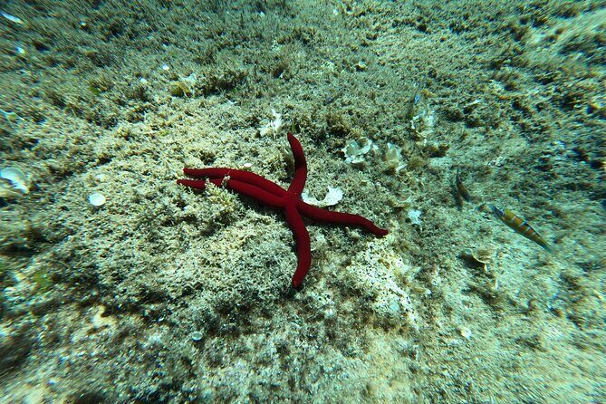 3 Hours Activities Snorkeling Villasimius Isle of Cabbage - Who Will Love This Tour?