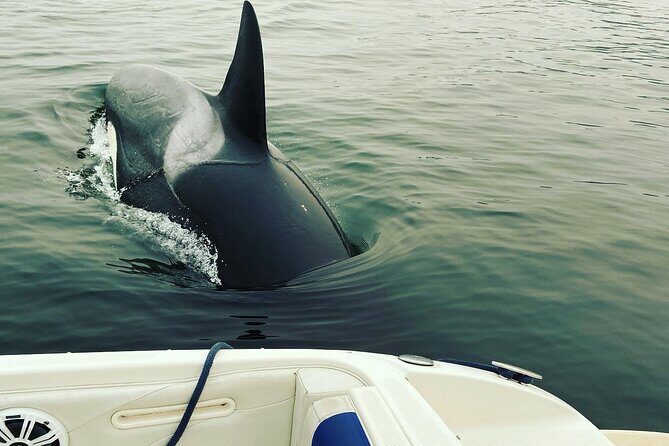 3 Hours Indian Arm Waterfalls Boat Tour from Deep Cove - The Sum Up